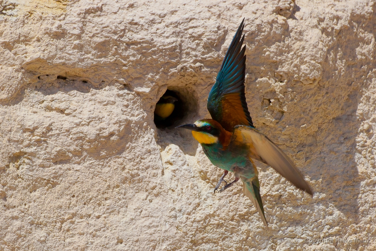Bienenfresser, Merops apiaster, Nr.21 Bienenfresser, Merops apiaster, Nr.21
