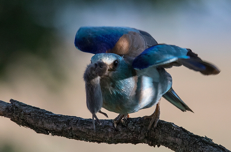 Blauracke, Coracias garrulus, Nr.16 Blauracke, Coracias garrulus, Nr.16