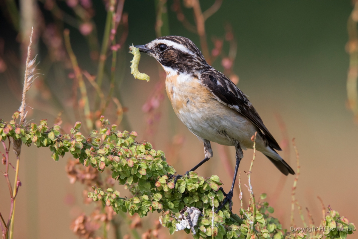 Braunkehlchen, Saxicola rubetra, Nr.2 Braunkehlchen, Saxicola rubetra, Nr.2