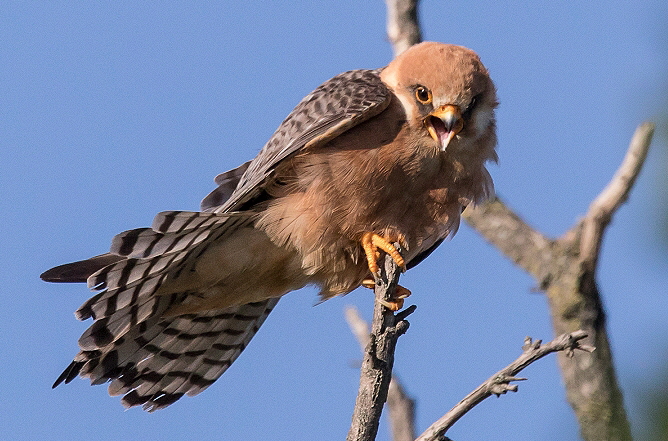 Rotfußfalke, Falco vespertinus, Nr.4 Rotfußfalke, Falco vespertinus, Nr.4