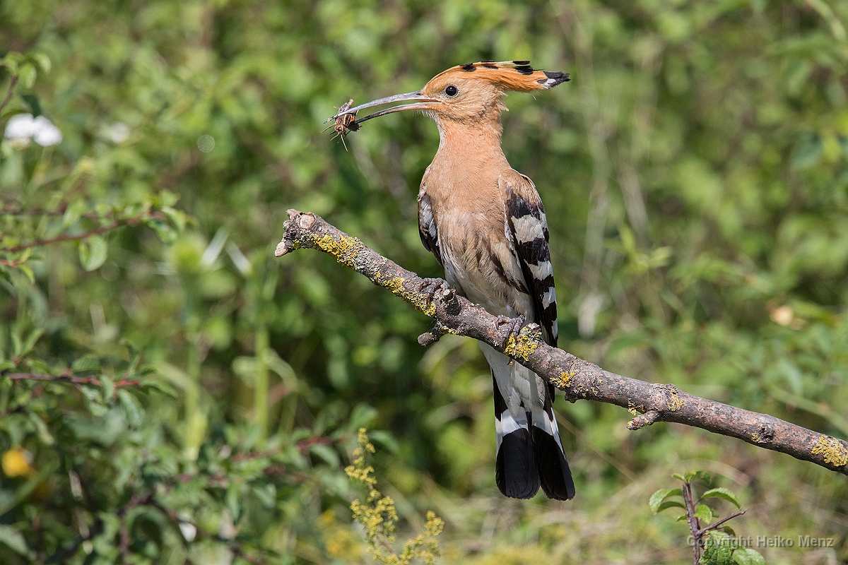 Wiedehopf, Upupa epops, Nr.1 Wiedehopf, Upupa epops, Nr.1