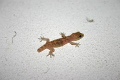 Europäischer Halbfinger, Hemidactylusturcicus (1)