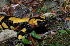 Feuersalamander, Salamandra salamandra gigliolii (1)
