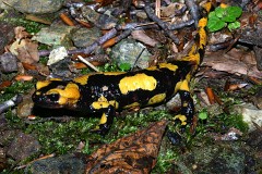 Feuersalamander, Salamandra salamandra gigliolii (2)