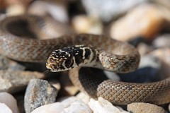 Gelbgrüne Zornnatter, Hierophis viridiflavus (1)