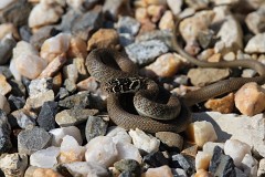 Gelbgrüne Zornnatter, Hierophis viridiflavus (2)