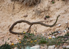 Gelbgrüne Zornnatter, Hierophis viridiflavus (3)