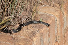 Gelbgrüne Zornnatter, Hierophis viridiflavus (4)
