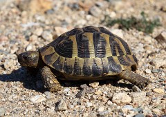 Griechische Landschildkröte, Testudo hermanni (2)
