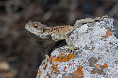 Hardun, Laudakio stellio cypriaca (2)