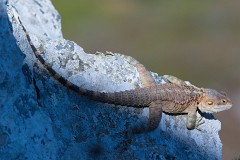 Hardun, Laudakio stellio cypriaca (3)