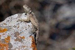 Hardun, Laudakio stellio cypriaca (4)