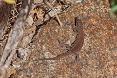 Haria Eidechse, Gallotia atlantica (1)