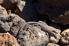 Haria Eidechse, Gallotia atlantica (2)