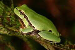 Italienischer Laubfrosch, Hyla intermedia