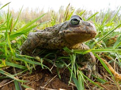 Kreuzkröte, Bufo calamita (1)