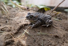 Kreuzkröte, Bufo calamita (2)