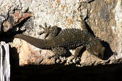 Mauergecko, Tarentola mauritanica (1)
