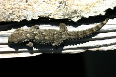 Mauergecko, Tarentola mauritanica (2)