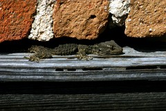 Mauergecko, Tarentola mauritanica (3)