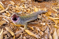 Perleidechse, Timon ibericus (3)