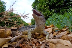 Perleidechse, Timon ibericus (5)