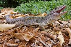 Perleidechse, Timon ibericus (6)