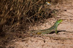 Perleidechse, Timon ibericus (7)