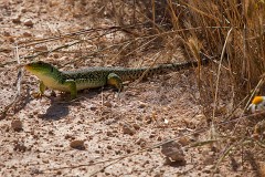 Perleidechse, Timon ibericus (8)