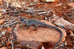 Perleidechse, Timon ibericus (9)