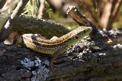 Riesensmaragdeidechse, Lacerta trilineata dobrogica, subadult
