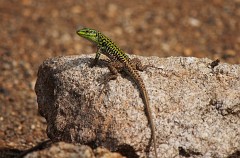 Ruineneidechse, Podarcis siculus (1)