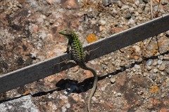 Ruineneidechse, Podarcis siculus (2)