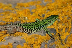 Ruineneidechse, Podarcis siculus (3)