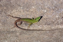 Ruineneidechse, Podarcis siculus (4)