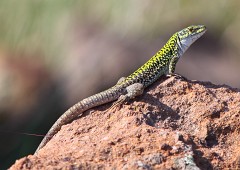 Ruineneidechse, Podarcis siculus (5)