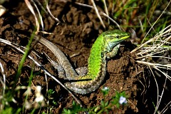 Ruineneidechse, Podarcis siculus (7)