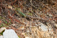 Taurische Eidechse, Podarcis tauricus (1)