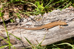 Waldeidechse, Zootoca vivipara (1)