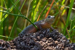 Waldeidechse, Zootoca vivipara (2)