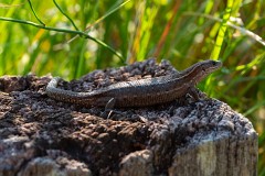 Waldeidechse, Zootoca vivipara (3)