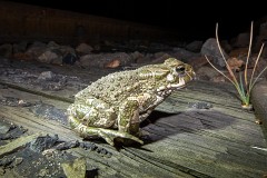 Wechselkröte, Bufo viridis (1)