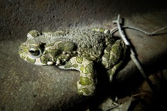 Wechselkröte, Bufo viridis (2)