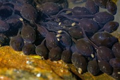 Wechselkröte, Bufo viridis (3)