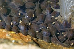 Wechselkröte, Bufo viridis (4)