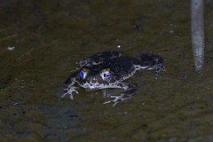 Wechselkröte, Bufo viridis (5)