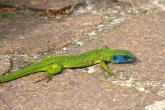 Westliche Smaragdeidechse, Lacerta bilineata (1)