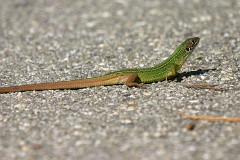 Westliche Smaragdeidechse, Lacerta bilineata (2)