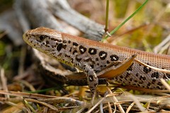 Zauneidechse, Lacerta agilis (1)