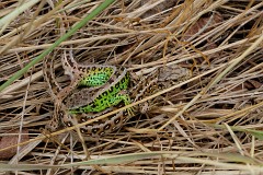 Zauneidechse, Lacerta agilis (3)
